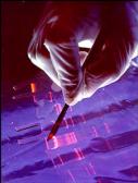[Gel Electrophoresis]